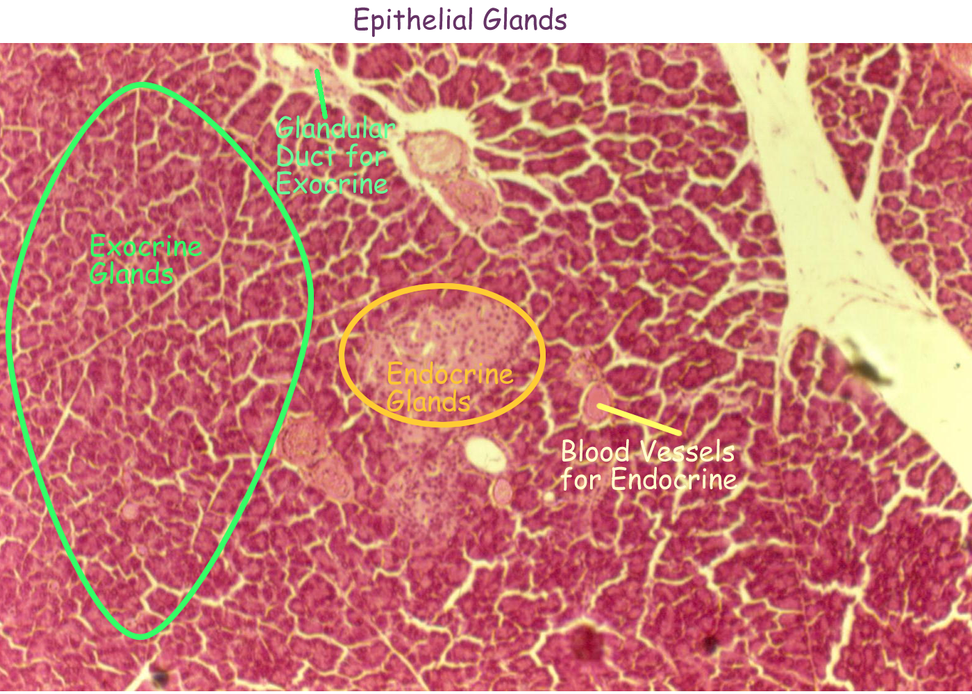 Biology 2404 Tissues